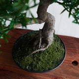 Dharma Bonsai