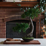 Shanti Bonsai