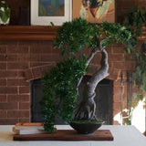 Yugen Bonsai