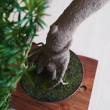 Yugen Bonsai