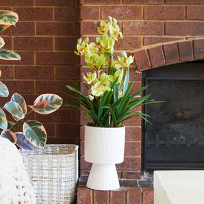 Eloise Cymbidium Orchid in Pot