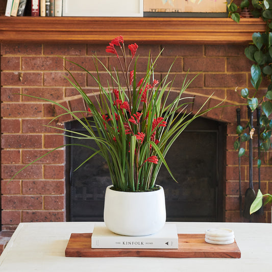 Angus Kangaroo Paw Plant with Pot