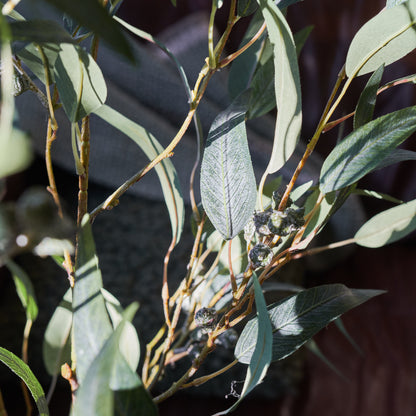 Irwin Eucalyptus Tree with Ceramic Pot