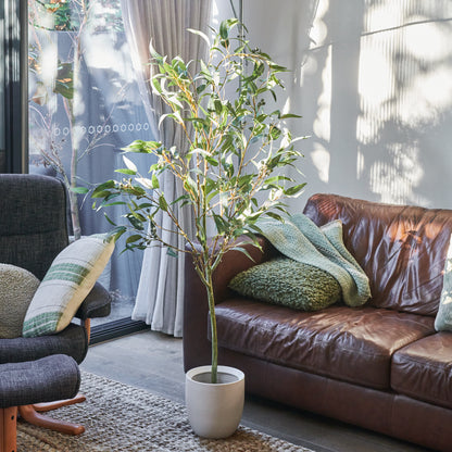 Irwin Eucalyptus Tree with Ceramic Pot