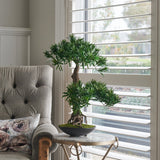 Shanti Bonsai