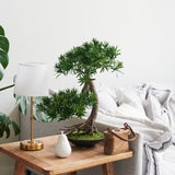 Shanti Bonsai
