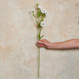 Ranunculus Spring Spray Real Touch Flower Stem