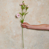 Ranunculus Spring Spray Real Touch Flower Stem