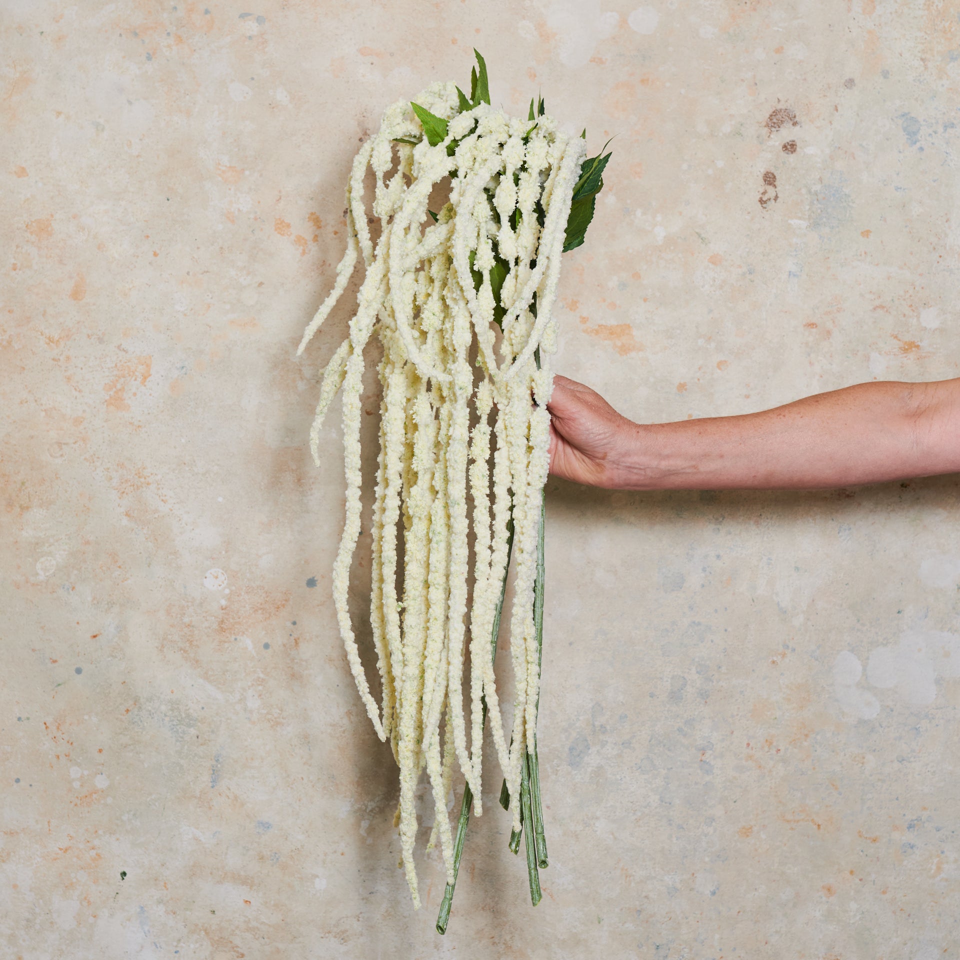 Amaranthus Real Touch Flower Stem