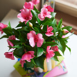 Impatiens Plant in Ceramic Pot