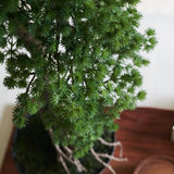 Buddhist Pine Bonsai