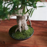 Anami Bonsai