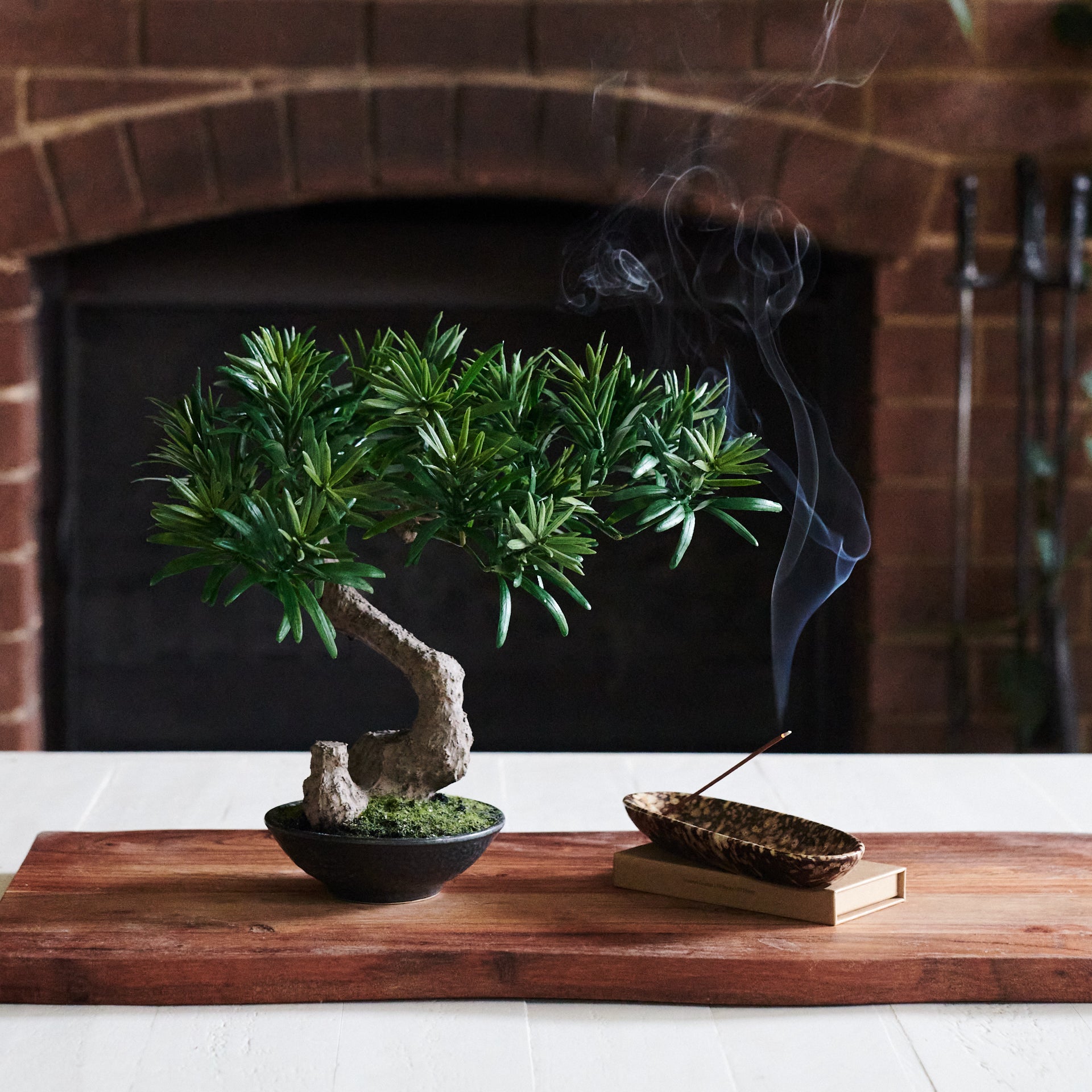 bodhi bonsai tree Bodhi Bonsai