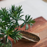 Bodhi Bonsai