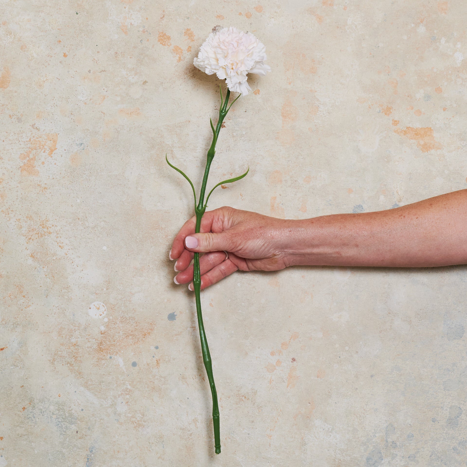 Carnation Real Touch Flower Stem