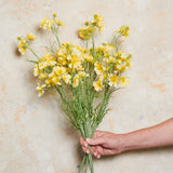 Cosmo Spray Real Touch Flower Stem
