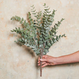 Eucalyptus Bush Real Touch Stem