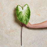 Calla Lily Leaf Real Touch Stem