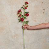 Ranunculus Wild Real Touch Flower Stem