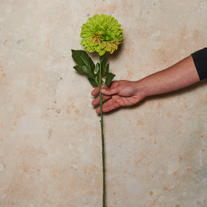 Pompon Dahlia Large Real Touch Flower Stem