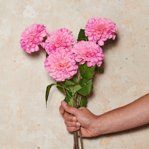 Pompon Dahlia Real Touch Flower Stem