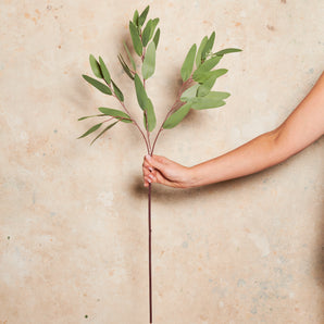 Eucalyptus Pointed Gum Real Touch Stem