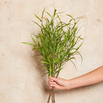 Asparagus Leaf Real Touch Stem