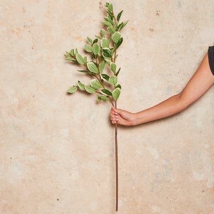 Euphorbia Leaf Real Touch Stem