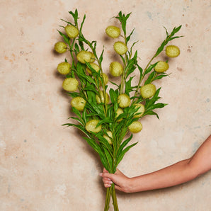 Milk Weed Real Touch Flower Stem