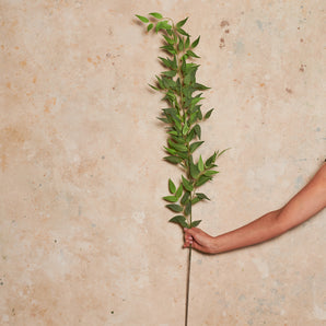Italian Ruscus Spray Real Touch Stem