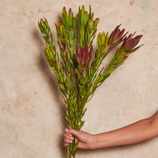 Protea Leucadendron Real Touch Flower Stem