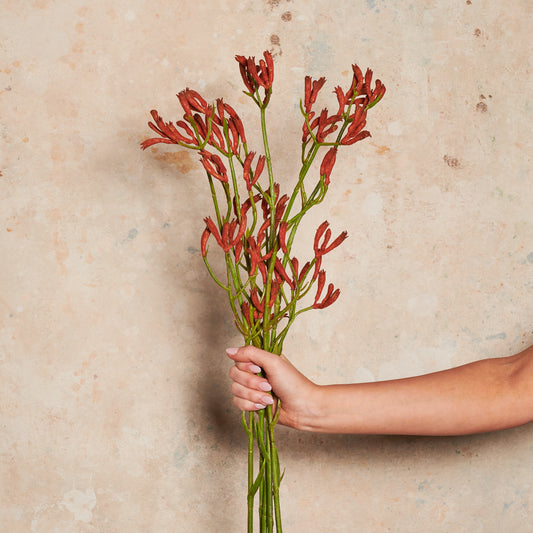 Kangaroo Paw Burnt Orange Real Touch Flower Stem