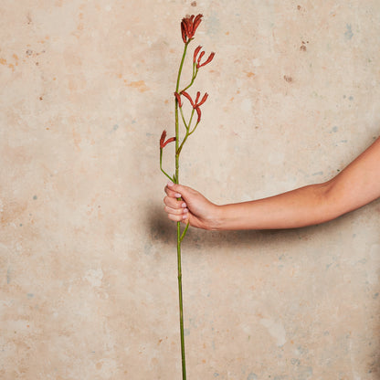 Kangaroo Paw Burnt Orange Real Touch Flower Stem