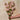 Blushing Bride Spray Flower Stem