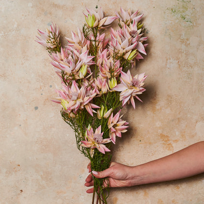 Blushing Bride Spray Flower Stem