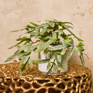 Winston Kangaroo Fern Plant in Pot