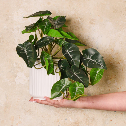 Syngonium Hanging Plant in Pot