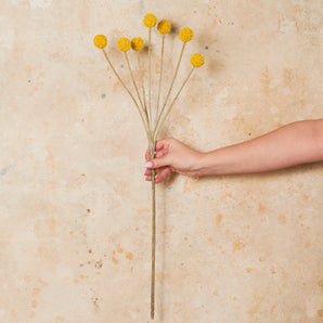 Billy Button Real Touch Flower Stem
