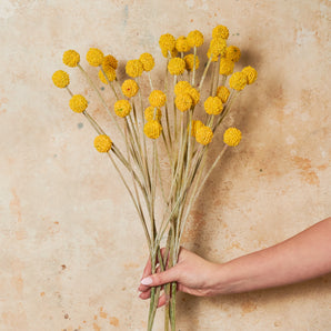 Billy Button Real Touch Flower Stem