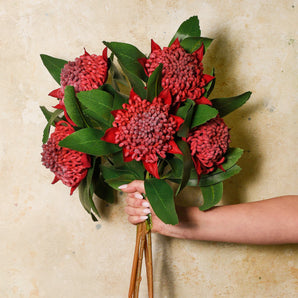 Waratah Real Touch Flower Stem
