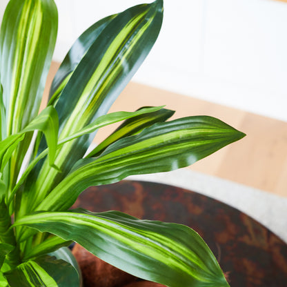 Jude Dracaena Plant with Pot