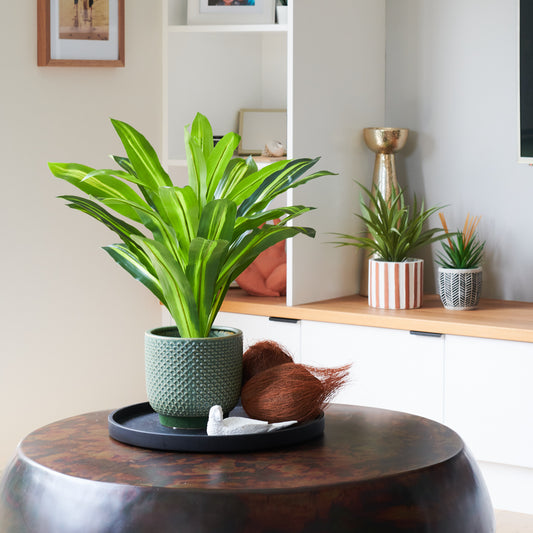 Jude Dracaena Plant with Pot