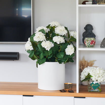 Beatrice Hydrangea Plant with Pot