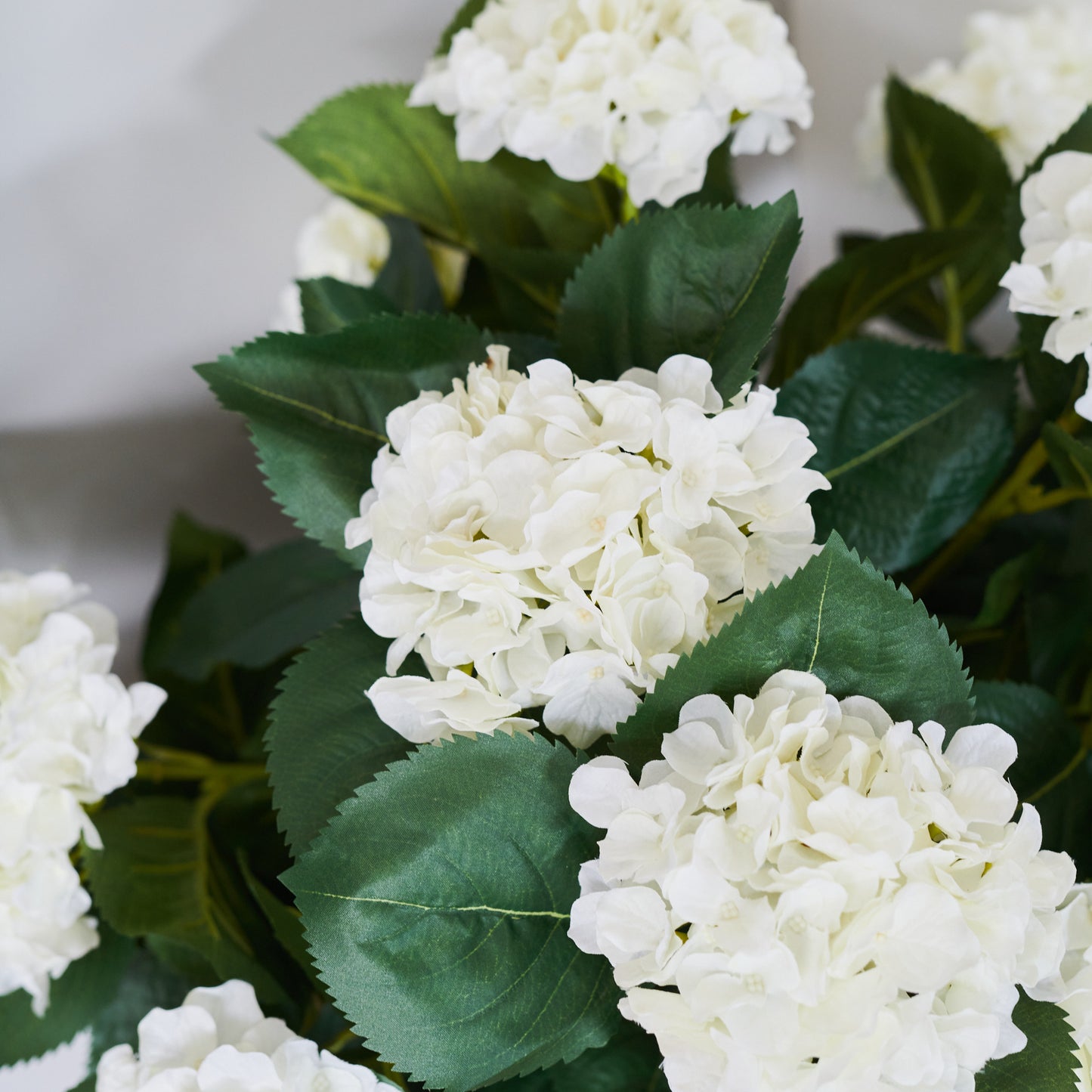 Beatrice Hydrangea Plant with Pot