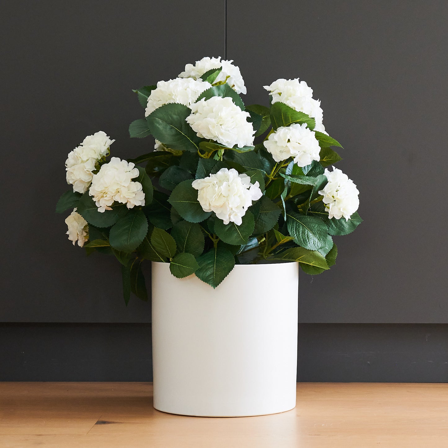 Beatrice Hydrangea Plant with Pot