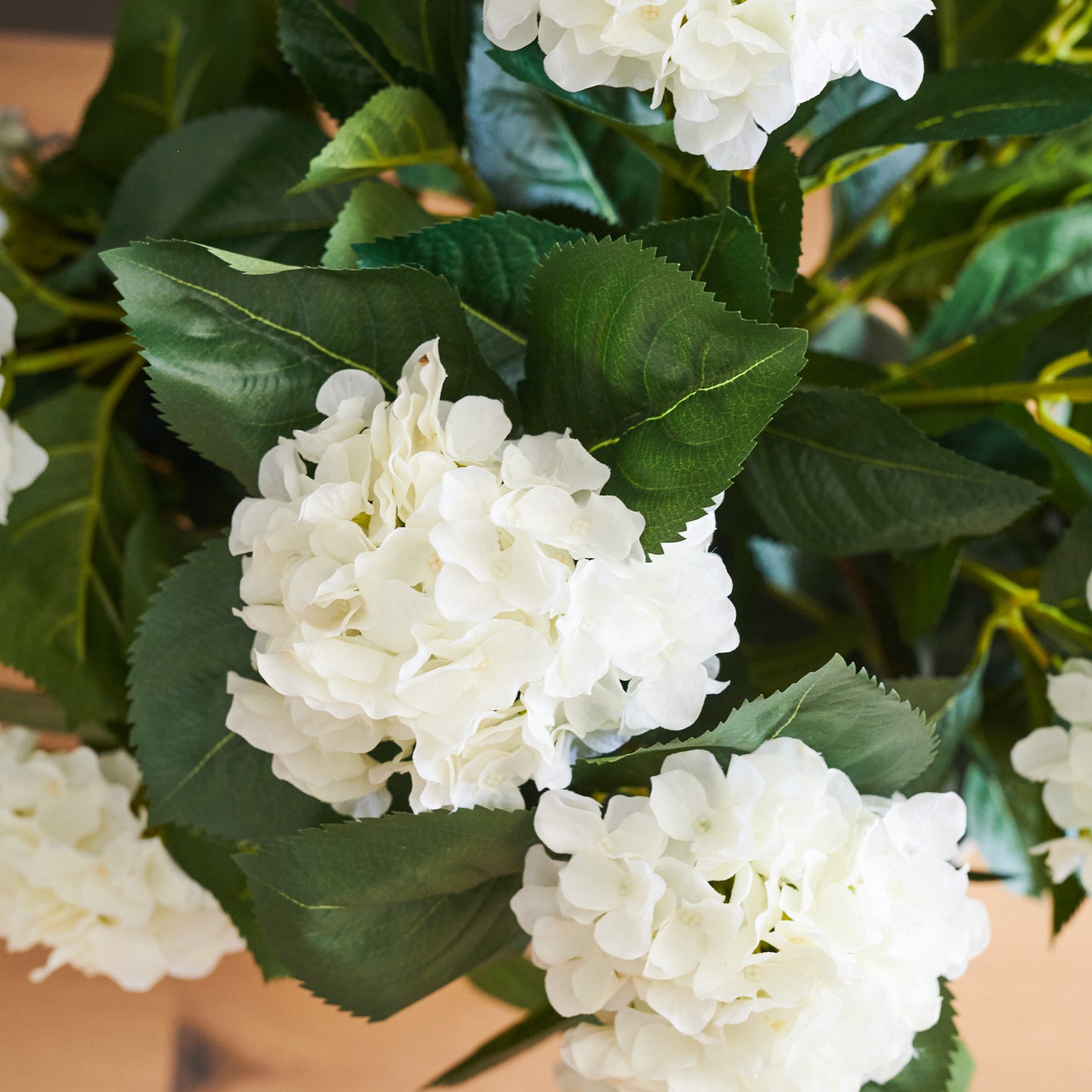 Beatrice Hydrangea Plant with Pot