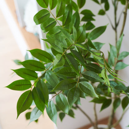 Akari Lacquer Tree with Pot