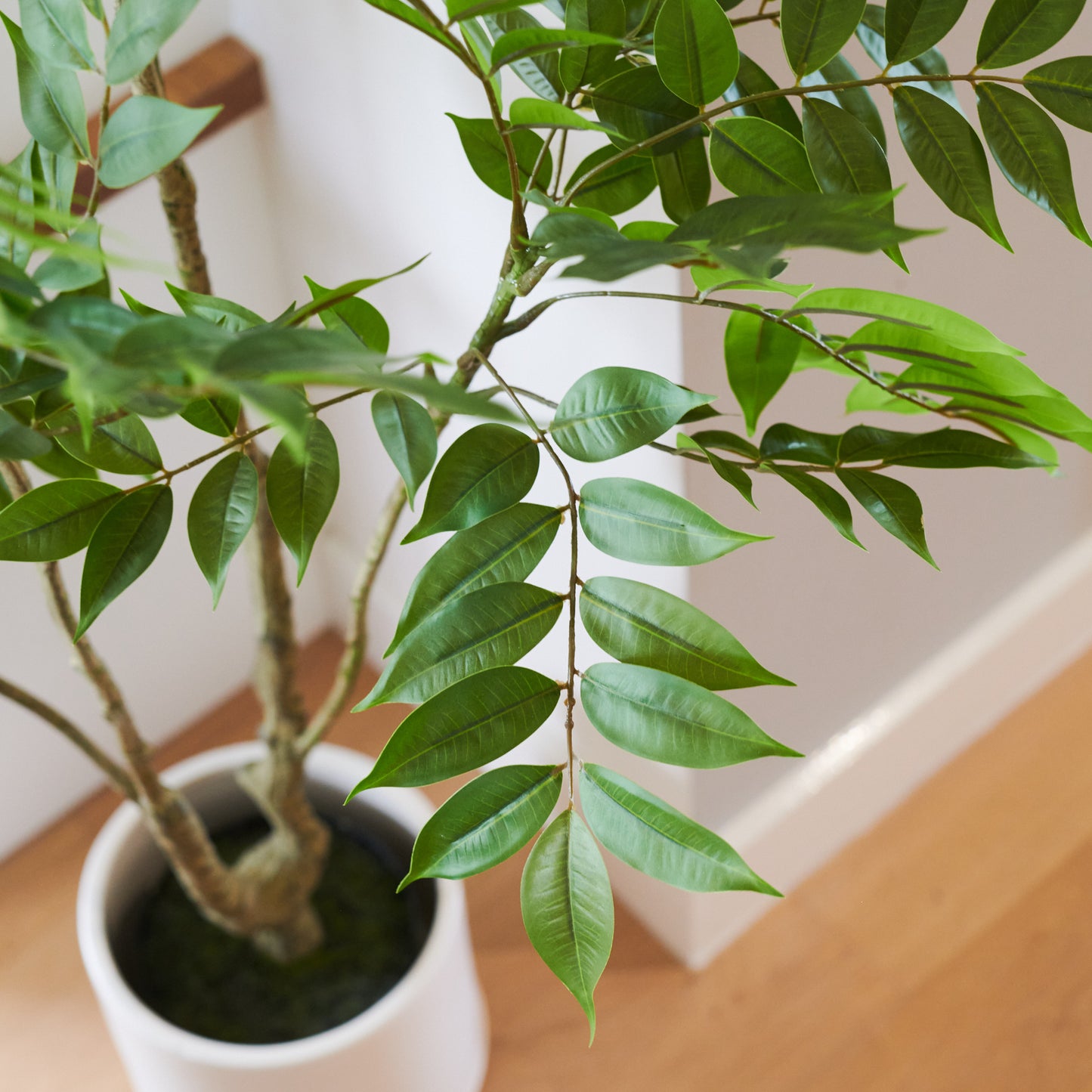 Akari Lacquer Tree with Pot