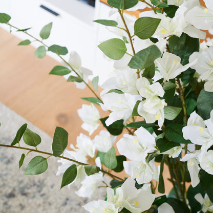 Vera Bougainvillea Plant with Pot