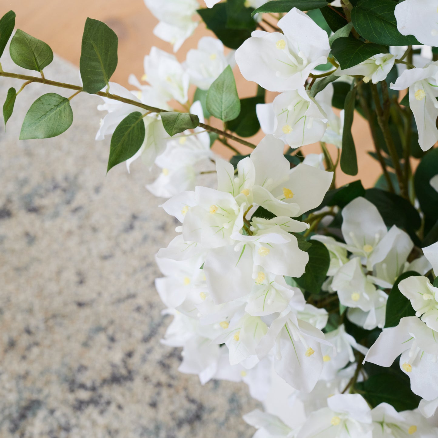 Vera Bougainvillea Plant with Pot